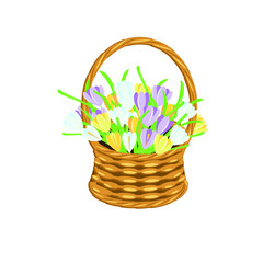 Crocus bouquet in basket wicker with a vine. Violet and yellow flowers art design elements object isolated stock vector illustration for web, for print