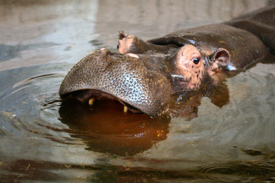 Hippo In The Water