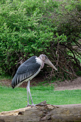 great blue heron