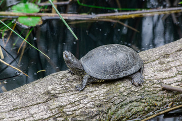 turtle on the ground