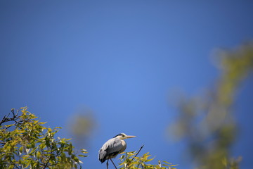 왜가리가 보이는 아름다운 풍경