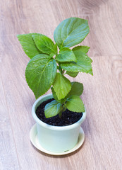 green coleus.Several green leaf coleus close-up of backlighting. Home plant with green leaves. Garden flower with a beautiful leaf. Floriculture and hobbies. Plant in a flower pot.