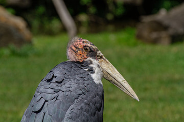 turkey vulture in a tree
