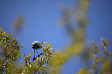 왜가리가 보이는 아름다운 풍경