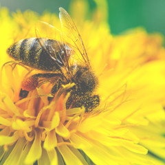The bee collects nectar and pollen on the yellow dandelion flower