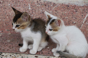 Two adorable Kittens sitting together