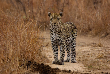 Fototapeta na wymiar Leopard in focus