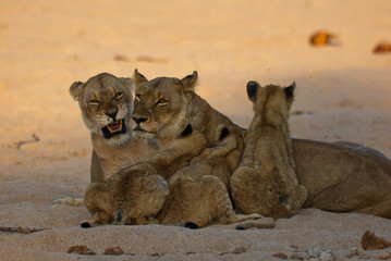 Lion family cuddling