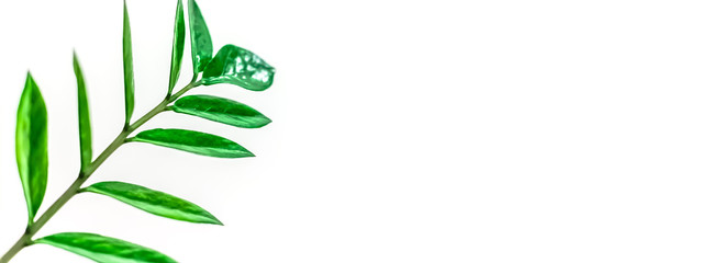 Green plants leaves on white background