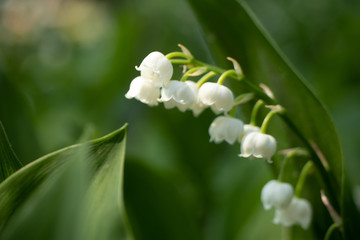 Lily of the valley flower white green leaf muguet