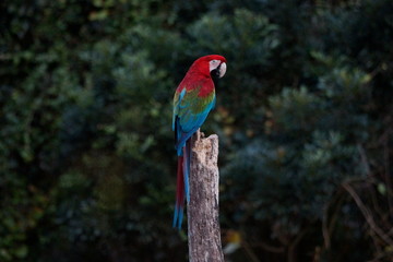 Parrot on a pole