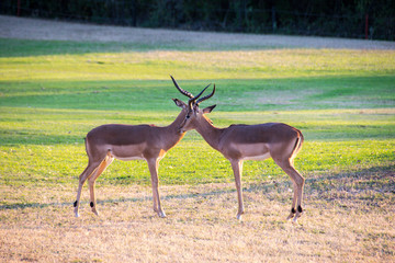 Male impalas interacting, Kruger National Park, South Africa