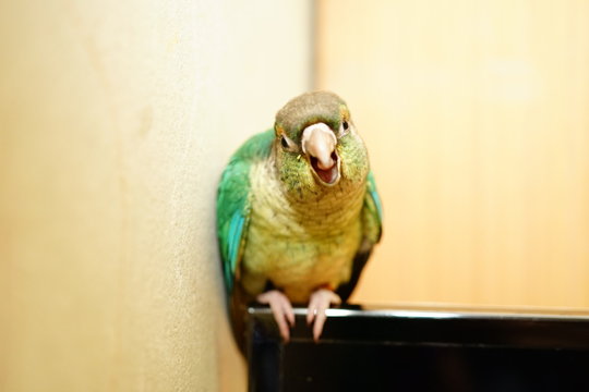 green cheek conure bird face angry