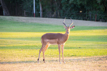 Lone male Impala, Kruger National Park, South Africa