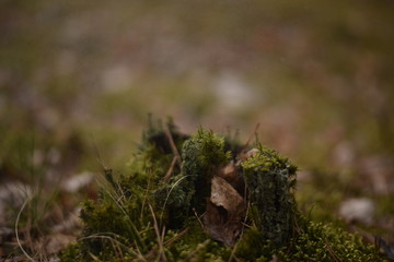 moss on the tree