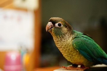 Green cheek counure