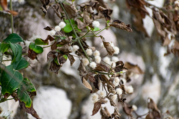 A large green shrub in early autumn and late summer with interesting fluffy and shaggy inflorescences. Beige down on a leafy Bush hangs over a white wall