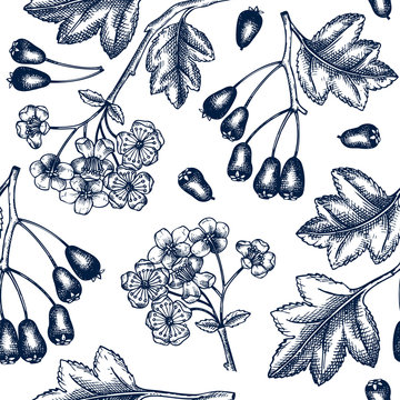Hand drawn hawthorn with berries and flowers vector backdrop in engraved style. Wild berries seamless pattern. Hand drawing. Vintage garden berry sketch. Hawthorn tree branches background