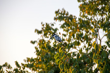 Pied Kingfisher in tree at sunset, Kruger National Park, South Africa
