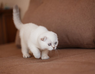 Fototapeta na wymiar Pet: A Scottish kitten walks on the couch and looks attentive, smart.