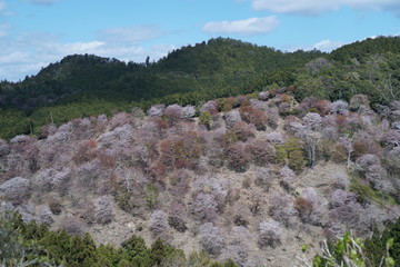 Fototapeta na wymiar 奈良県吉野山中千本桜