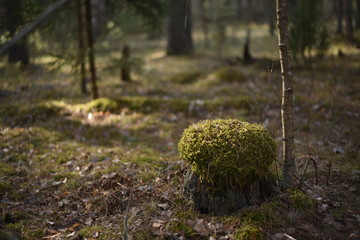 moss in the forest