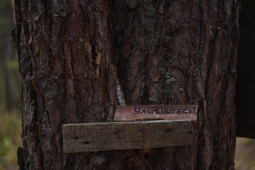 sign on a tree
