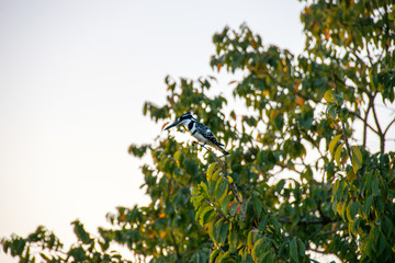 Pied Kingfisher in tree at sunset, Kruger National Park, South Africa