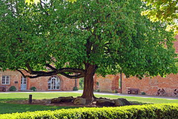 Rosskastanie im Klosterhof von Cismar