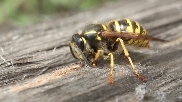 Wild wasp is eating something close up on a background of wood texture.