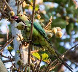 Green Parrot eating fruit in a tree