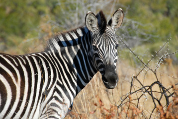 Zebra standing in long grass, Kruger National Park, South Africa