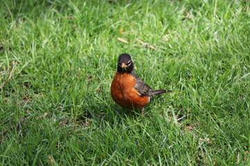 American Robin (Turdus migratorius)