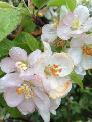 The flowers of the apple tree are white and pale pink with raindrops; garden fruit trees bloomed in early spring for design
