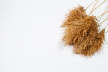 Branches of dry grass of brown color on a white background. Place for an inscription. Dry clumps decor