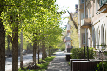 Spring leaves and greenery and sunlight