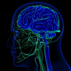 3D Illustration Human Brain With Circulatory System Anatomy