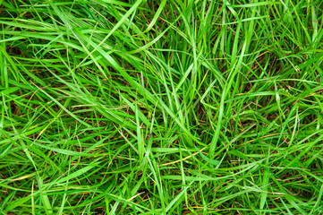 Green grass texture for background. Green lawn pattern and texture background. Top view of grass garden 