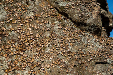 Ridge rock cliffs.Stone with lichen, close up, background.A rock formation on the climb of Stone Mountain.