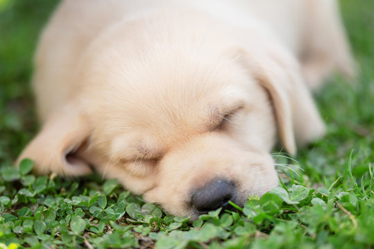 Labrador retriever puppy sleeping in the green. Closeup photo