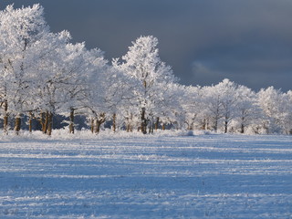 Beautiful  winter landscape, oak grove. Dramatic sky