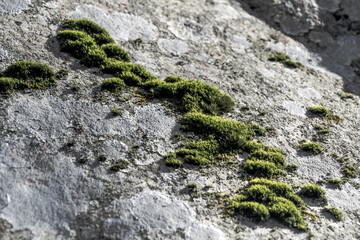 Moss on the stone