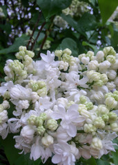 Lilac flower blooms in early spring in nature found in different colors for design background
