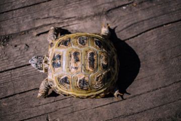 turtle on a stone