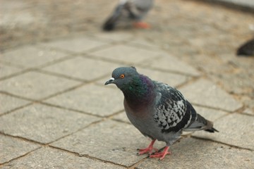 Dove sits on the road and looks closely