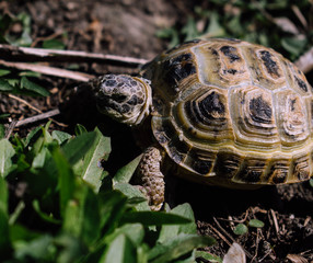 turtle on the ground