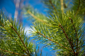 green pine branches.Detailed view of the needles of a Scots Pine or Pinus sylvestris growing from the branches.a young fir tree branch
