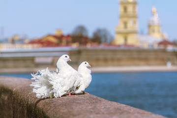 pigeons on a granite parapet on a blurred background of the city by the river copy space