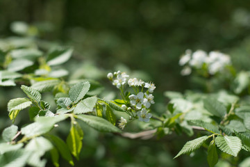 white flowers in the forest, hawthorn