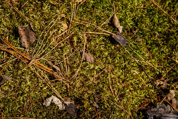 Moss green texture. Moss background. Green moss on grunge texture, background. Moss Seamless Texture